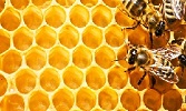 The Wisdom of Prophetic Medicine: Honey
